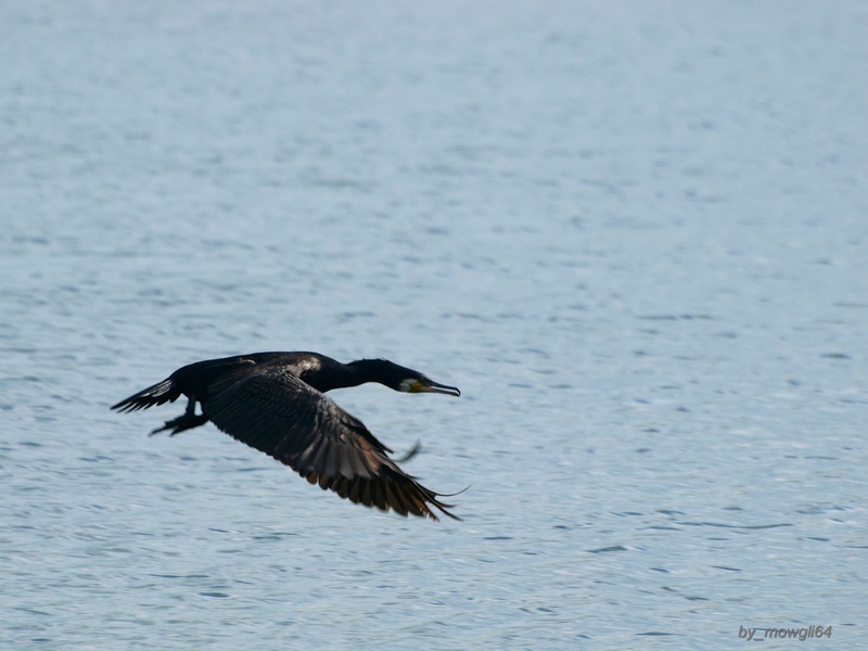 001823kormoran.jpg