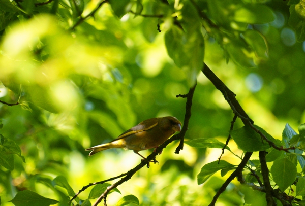 192439tn2_dsc00347_greenfinch_-_carduelis_chloris_-_dzwoniec_zwyczajny.jpg